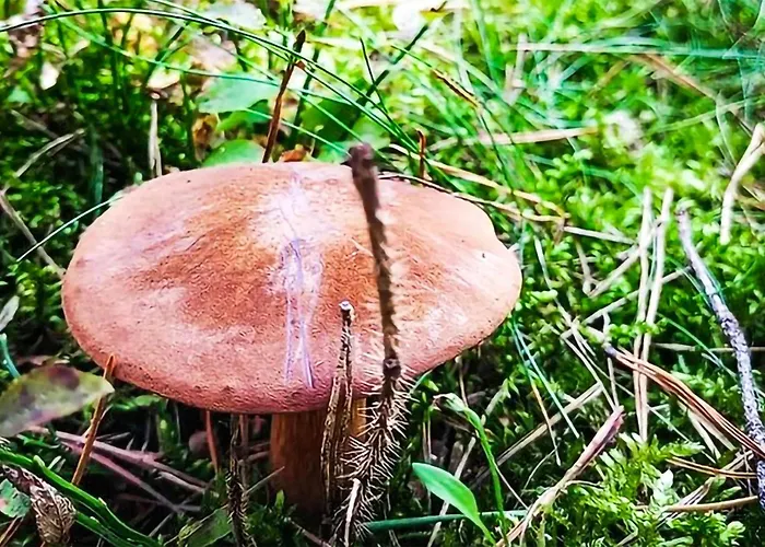 Stunning In With Sauna * Wilcze (Greater Poland)